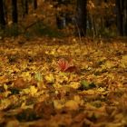 Herfst: het spirituele seizoen van bewustwording
